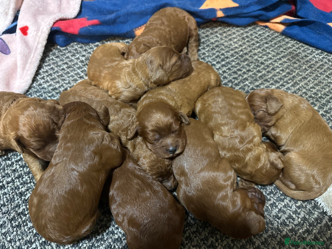 Irish Doodle dogs for sale: Mini irishdoodle - Advert 1