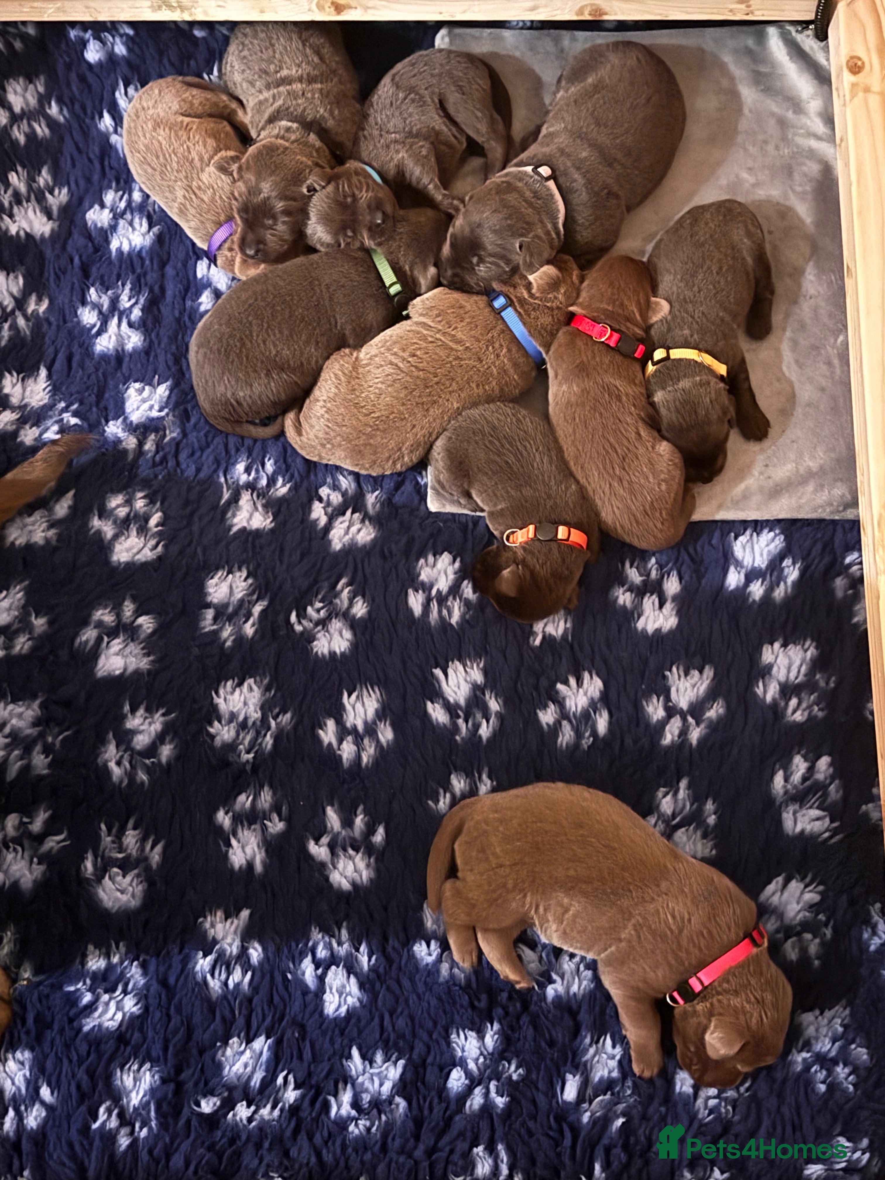 Labrador Retriever dogs Charcoal & Silver Labrador Puppies - Advert 11