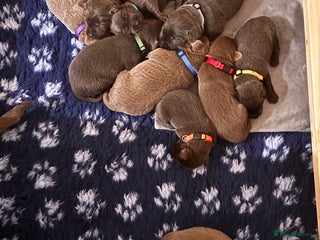 Labrador Retriever dogs Charcoal & Silver Labrador Puppies - Advert 17