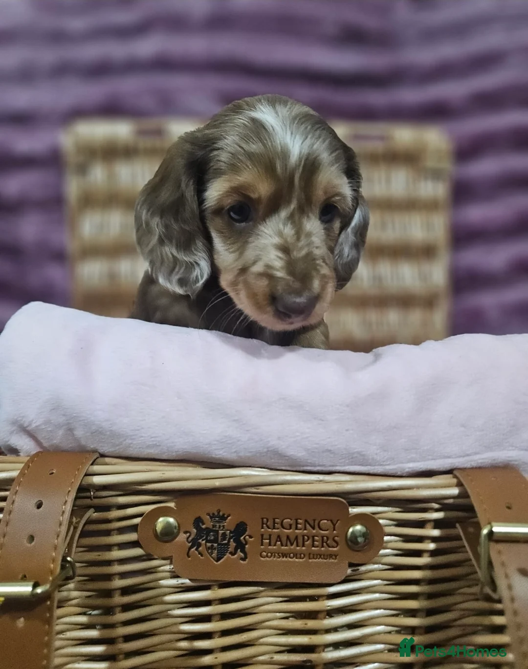 Miniature Dachshund dogs for sale: 1 male puppy left miniature Dachshund - Advert 9