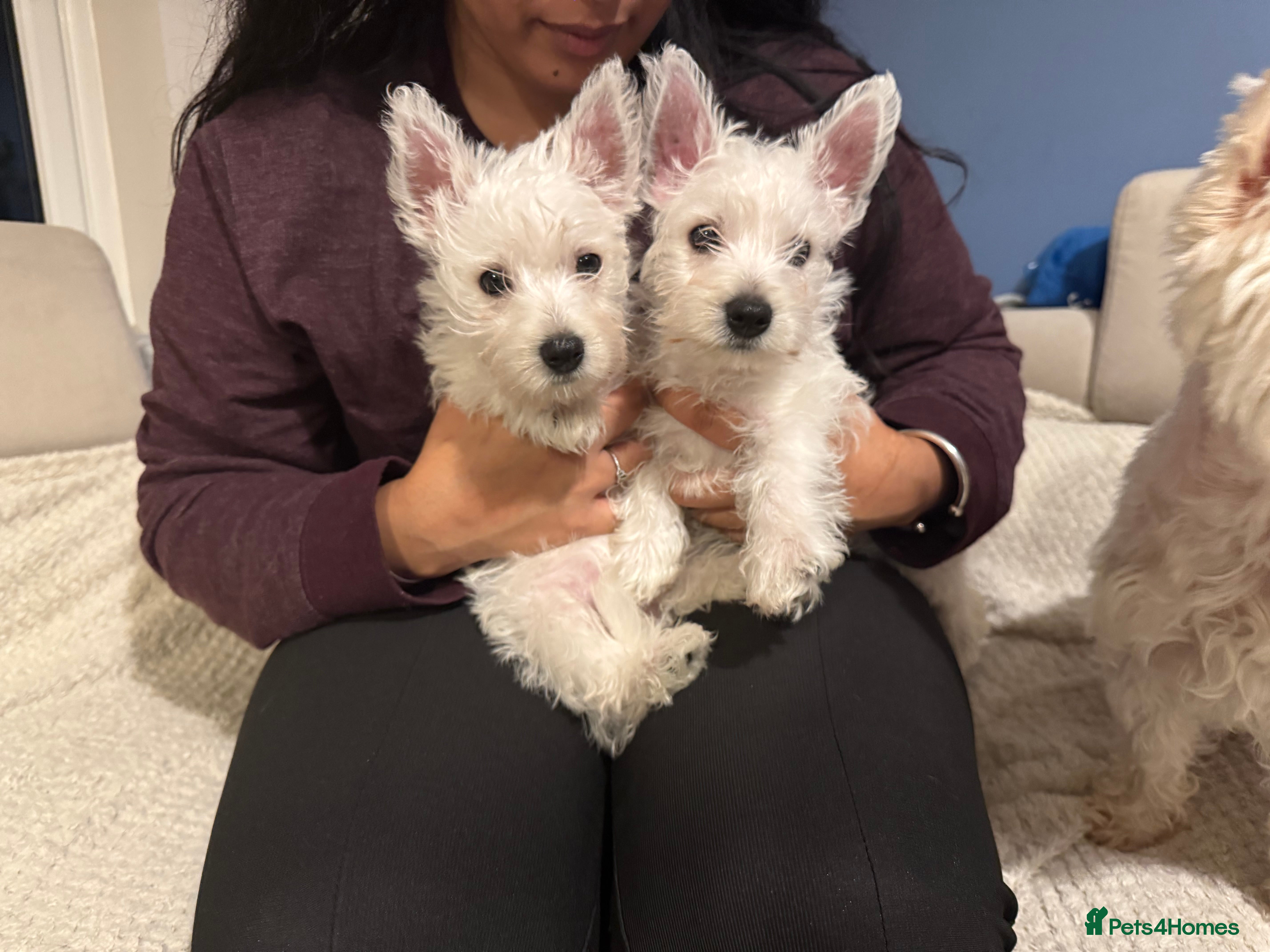 West Highland Terrier dogs Only 2 left.Precious Westie Puppies for Forever🏡  - Advert 2
