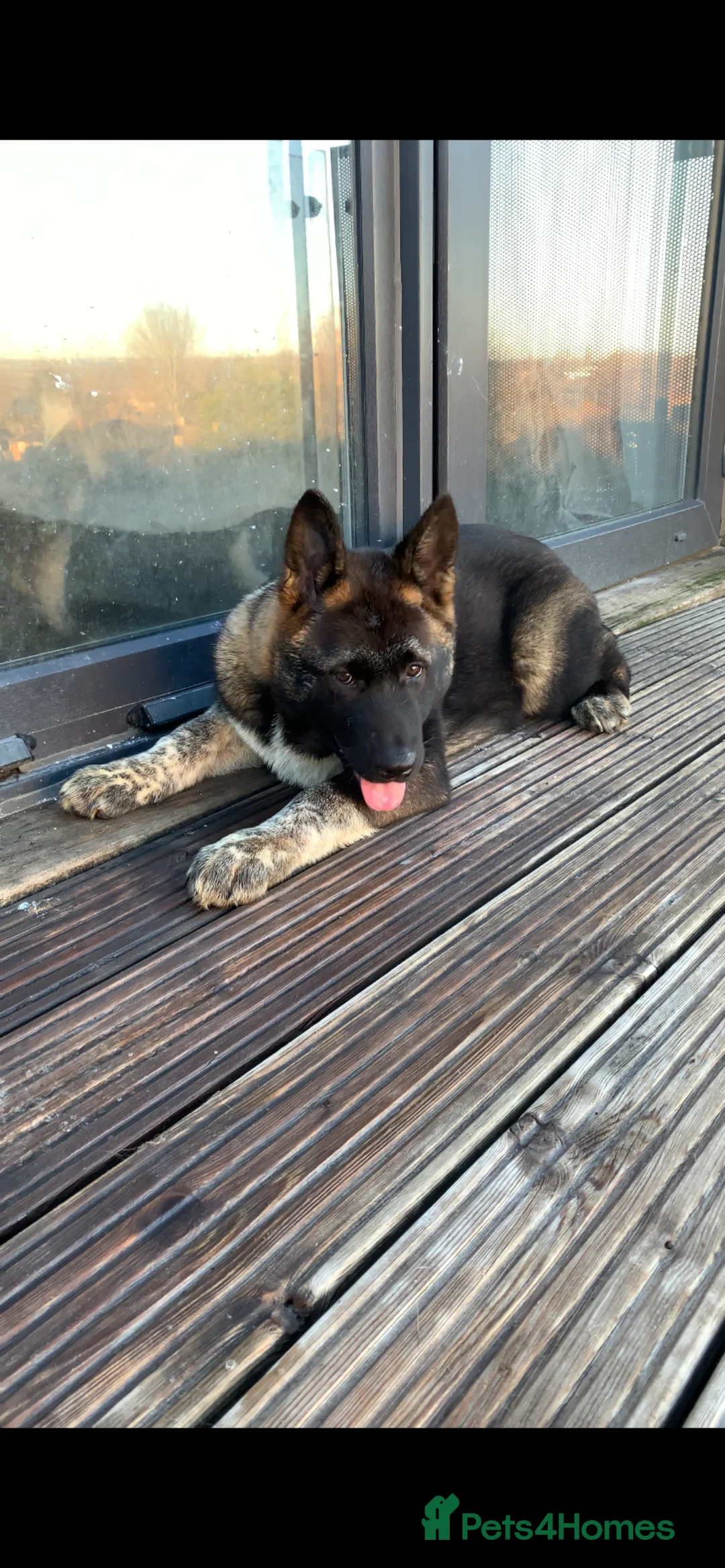 Akita dogs for sale: Beautiful Akita male puppy for sale  - Advert 6