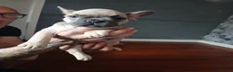 French Bulldog dogs for sale: Three puppies remaining in Scunthorpe - Advert 4