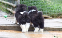 Akita dogs for sale: Quality Akita Babies (& KC Registered) - Image 24