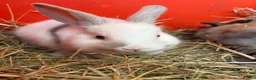 French Lop rabbits for sale: French lop babies ready to go  - Advert 5