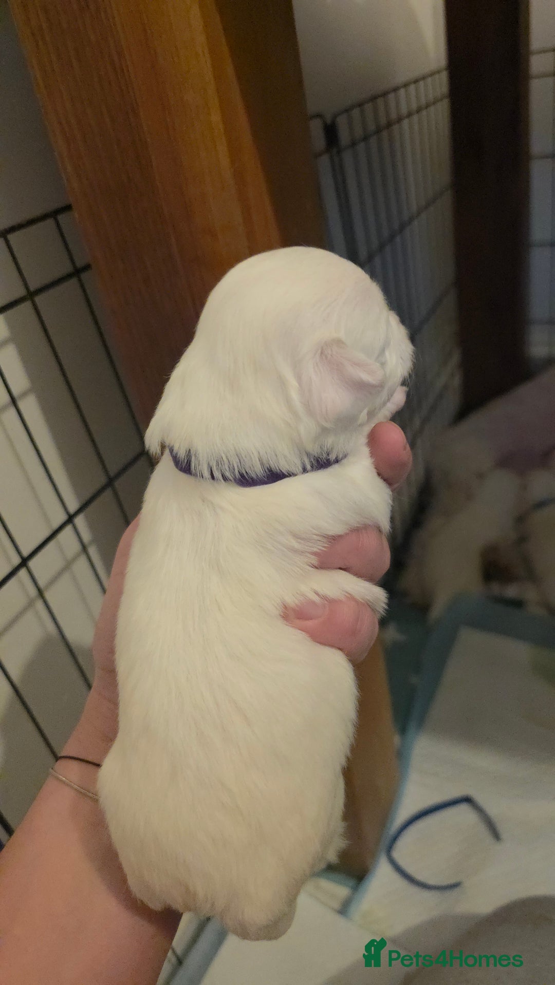 Maltese dogs for sale: Puppy maltese - Image 14