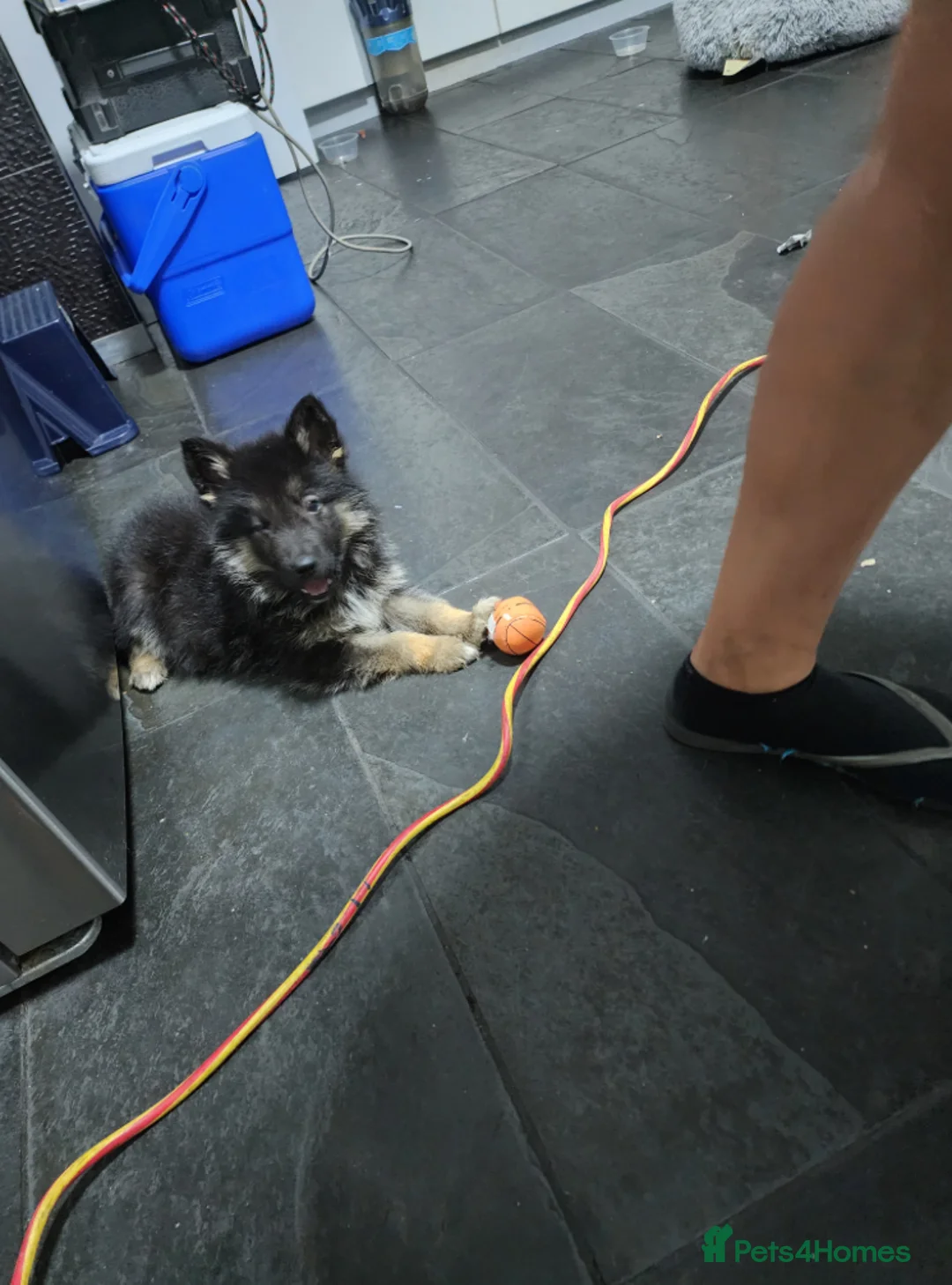 German Shepherd dogs for sale: 100% Healthy Pure Breed  German Shepherd Puppies  - Advert 19