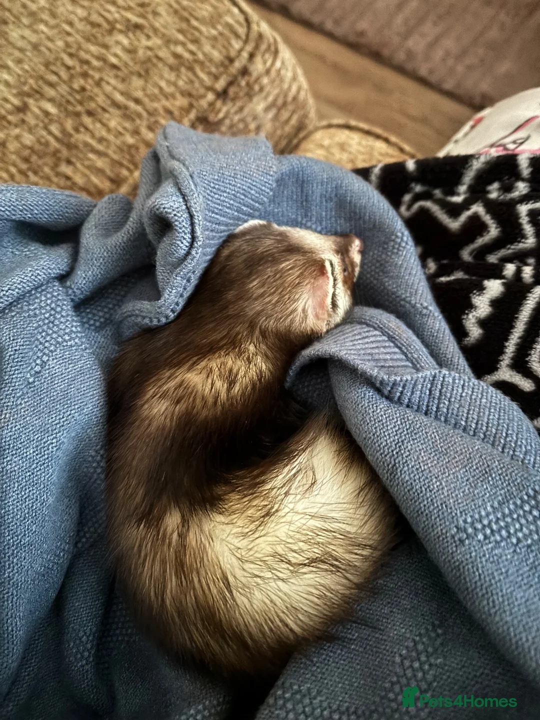 Ferret rodents for sale: Hob ferret  in Plymouth - Advert 3