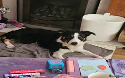 Border Collie dogs for sale: Beautiful female border collie  - Image 5