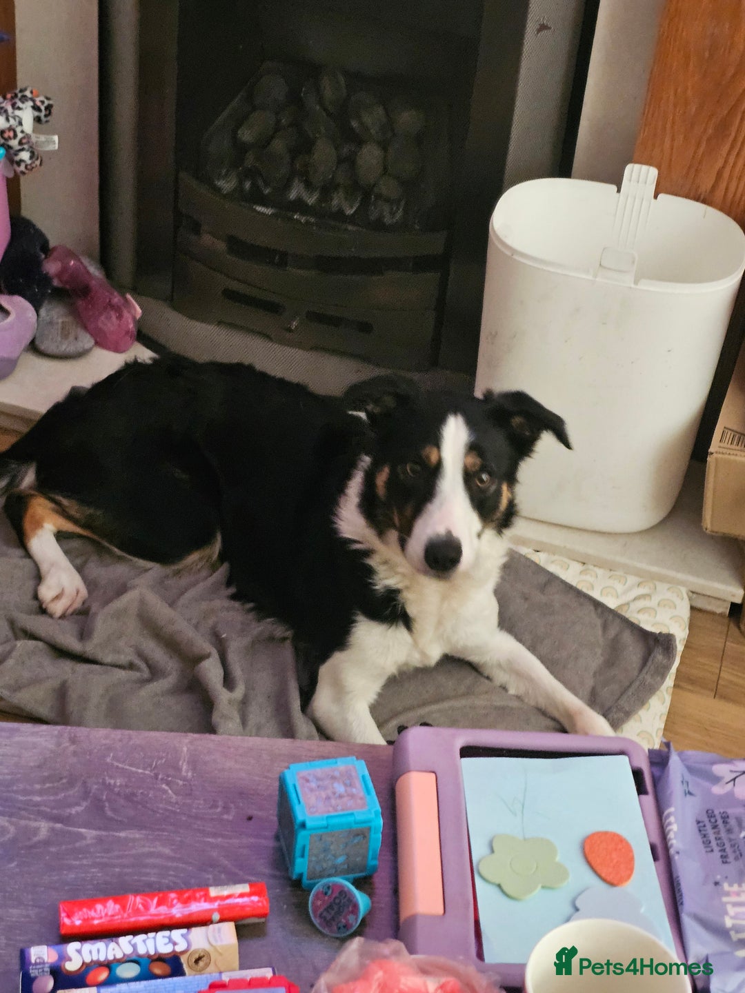 Border Collie dogs for sale: Beautiful female border collie  - Image 5