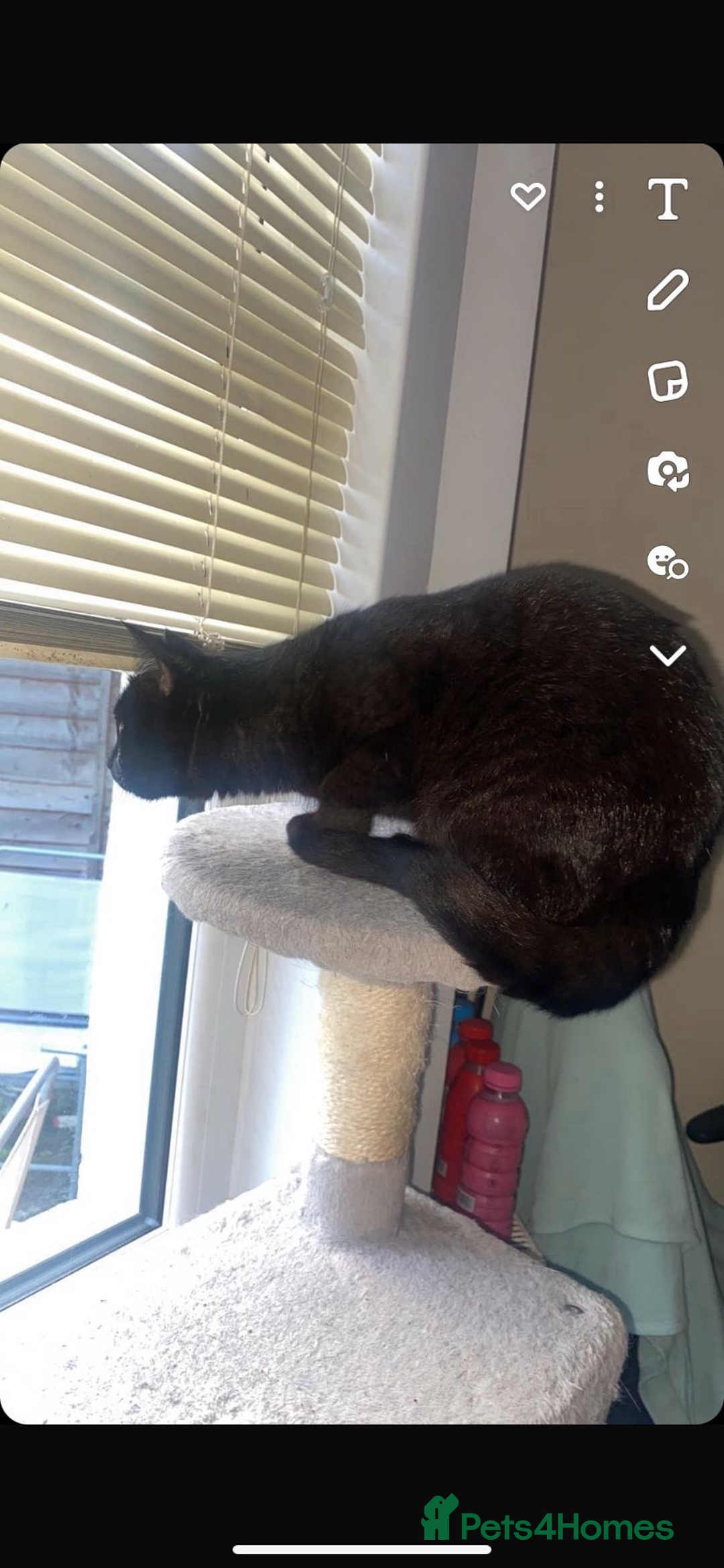 Domestic Shorthair cats for sale: Beautiful Persian mix black female cat  - Advert 2