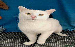 Mixed Breed cats for adoption: Confident Cuddlebug Who Loves dogs and to Chat! - Image 1