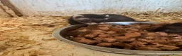 Ferret rodents for sale: Black ferrets  - Advert 4