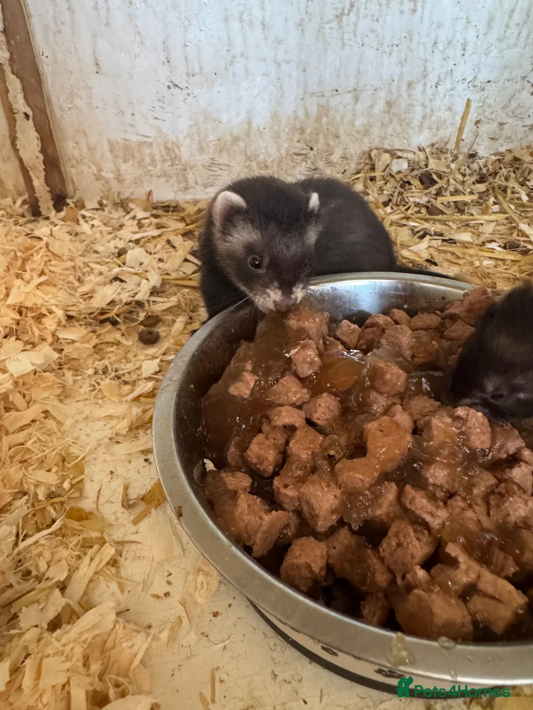 Ferret rodents for sale: Black ferrets  - Advert 4