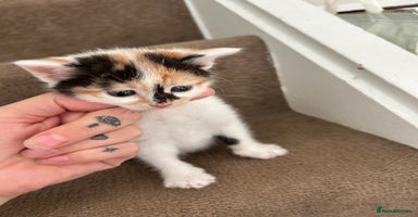British Shorthair cats - Advert 7