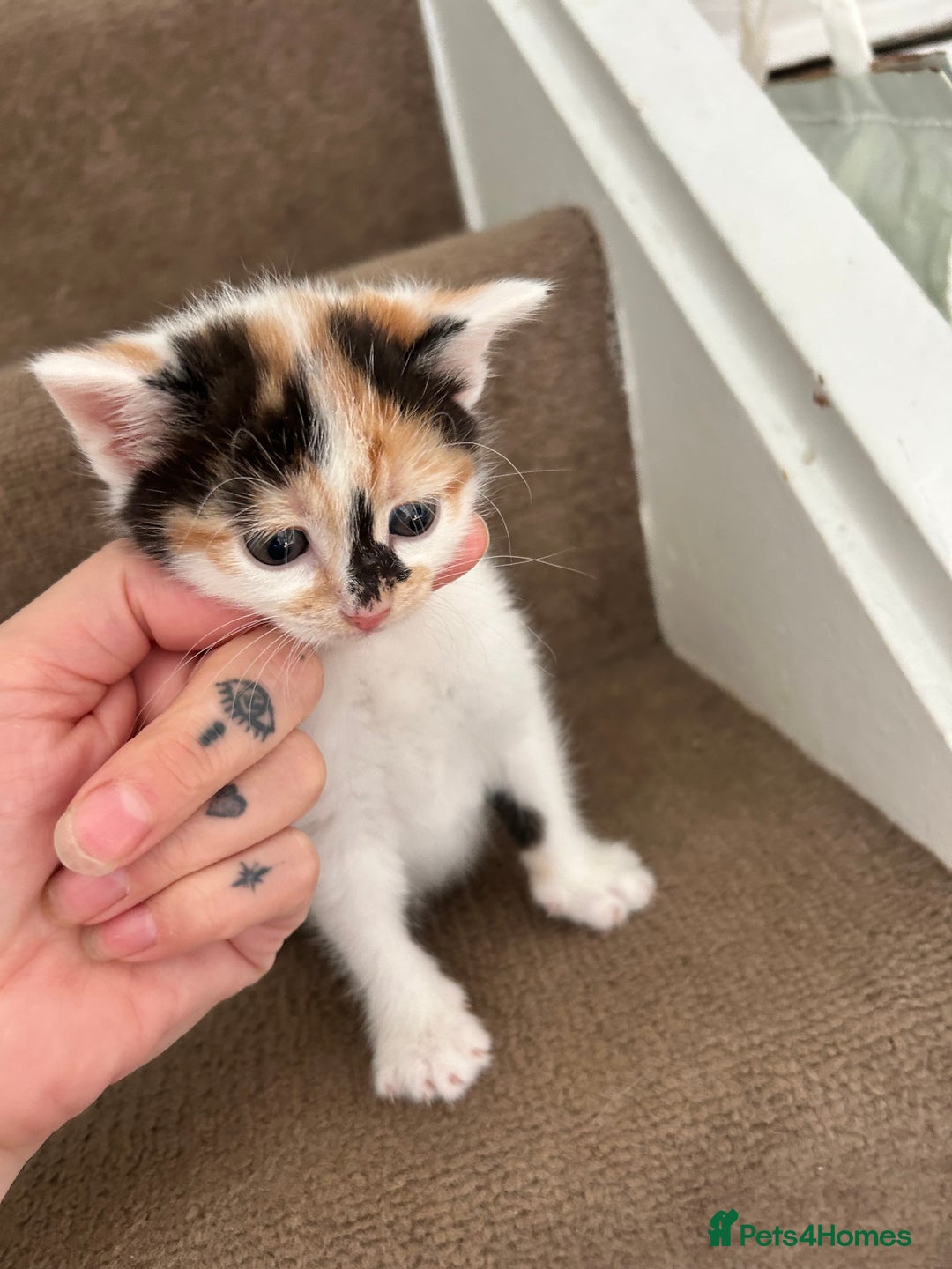 British Shorthair cats for sale: Four beautiful kittens - Image 2