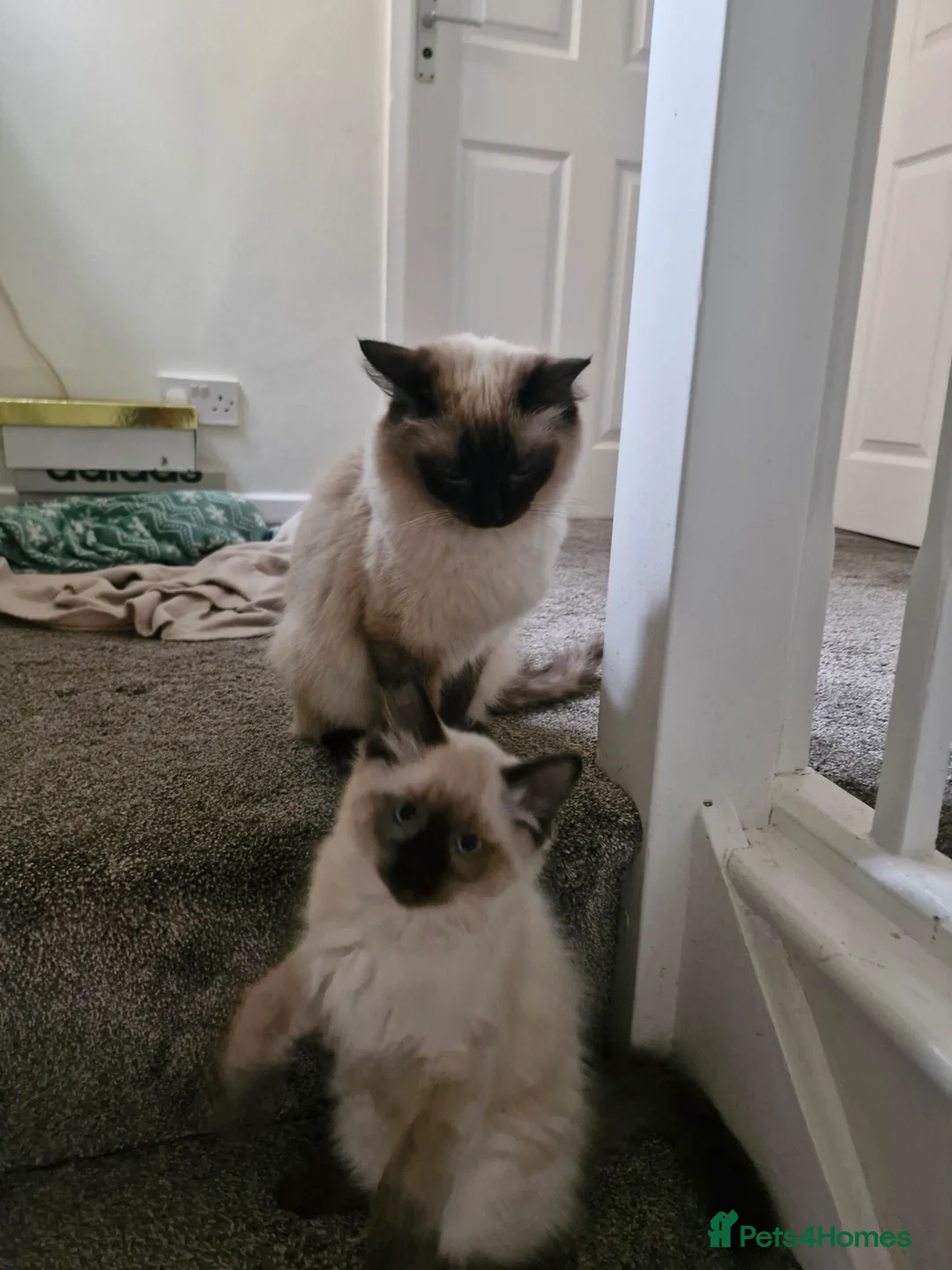 Ragdoll cats for sale: 3 Beautiful Ragdoll Kittens for Sale 🐾 - Advert 10