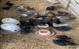 Chickens poultry for sale: Pekin bantam hens - mix of colours  - Image 3