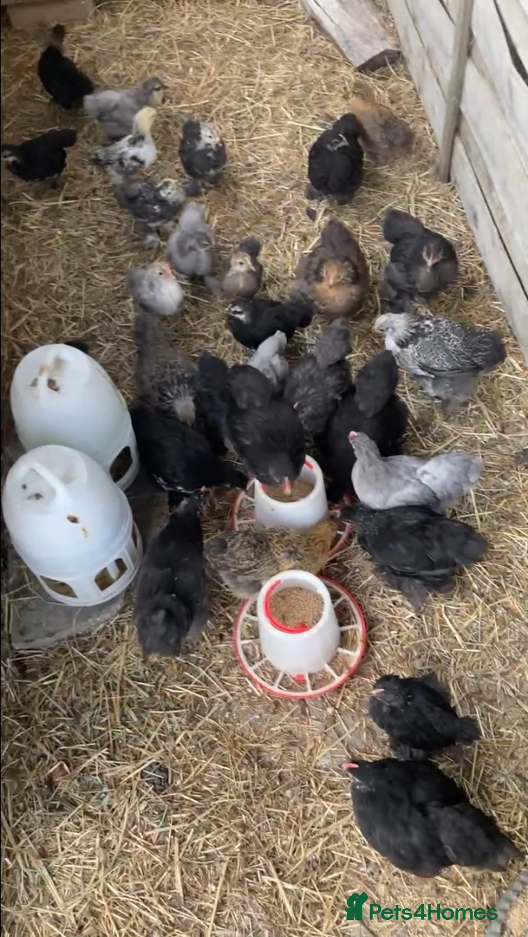 Chickens poultry for sale: Pekin bantam hens - mix of colours  - Image 3