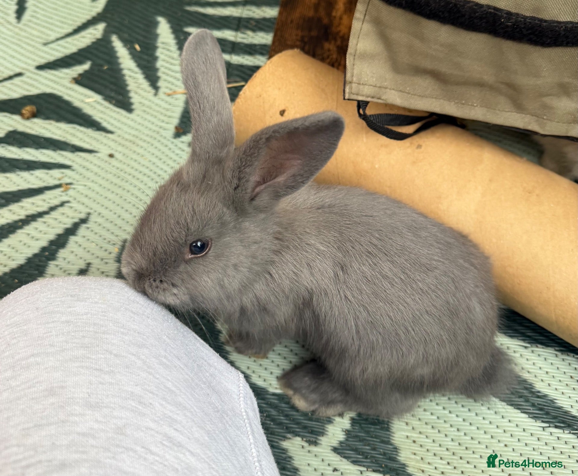 Continental Giant rabbits 1 x Gorgeous Continental/French Lop left ♥️ - Advert 1
