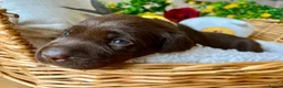 Labrador Retriever dogs for sale: STUNNING Chocolate Labrador Puppies  - Advert 29