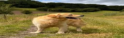 Golden Retriever dogs for sale: Golden Retriever Puppies For Sale  - Advert 7