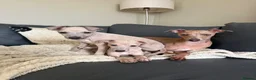 Italian Greyhound dogs for sale: KC Reg fawn male Italian greyhound READY NOW - Advert 1