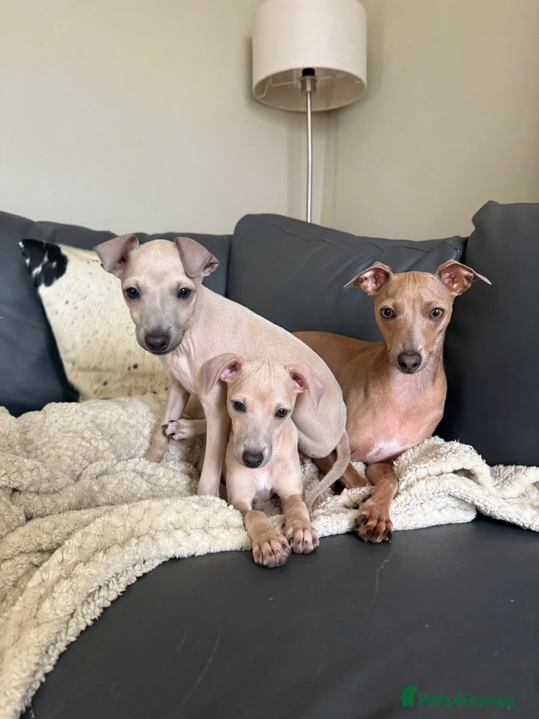 Italian Greyhound dogs for sale: KC Reg fawn male Italian greyhound READY NOW - Advert 1
