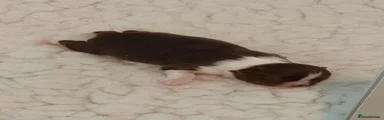 Chihuahua 3