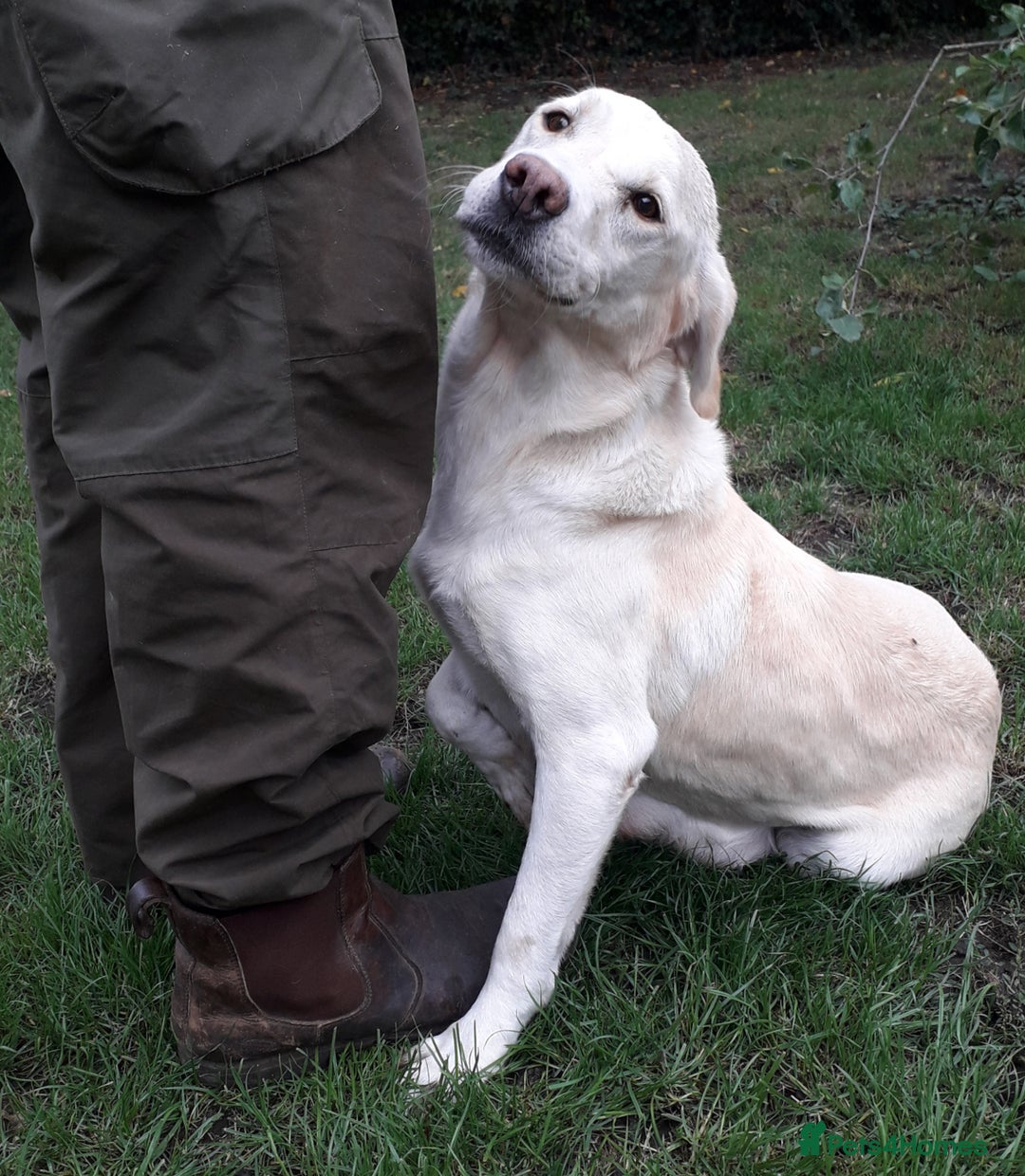 Cockerdor dogs for sale: Cockerdor Puppies  - Image 6