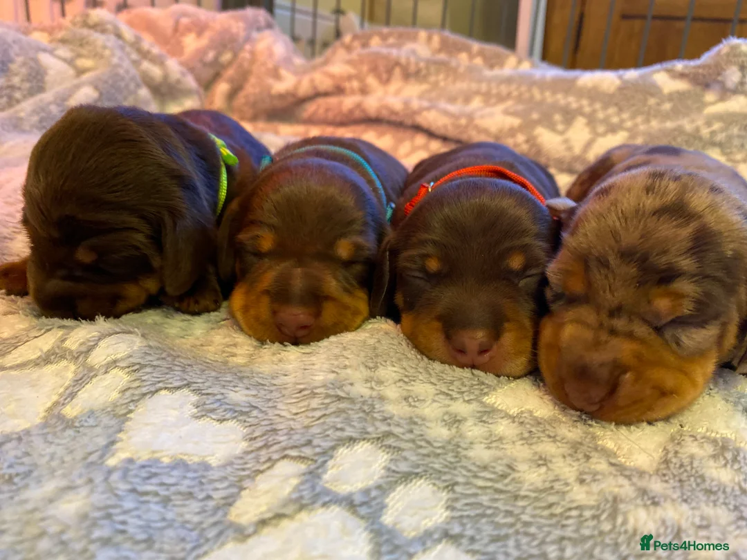 Miniature Dachshund dogs for stud: PROVEN MINIATURE DACHSHUND STUD in Faringdon - Advert 14