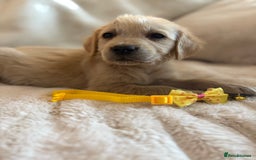 Golden Retriever dogs for sale: Golden retriever puppies ready to go  NOW 🐶🐾🦴  - Image 26