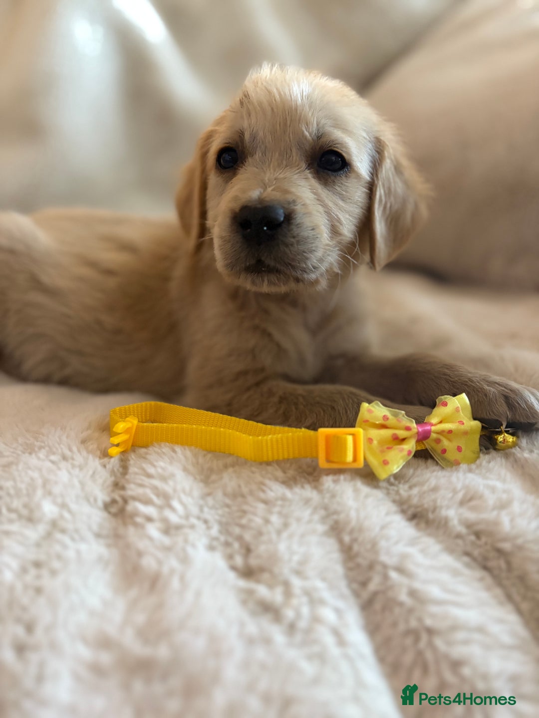 Golden Retriever dogs for sale: Golden retriever puppies ready to go  NOW 🐶🐾🦴  - Image 26