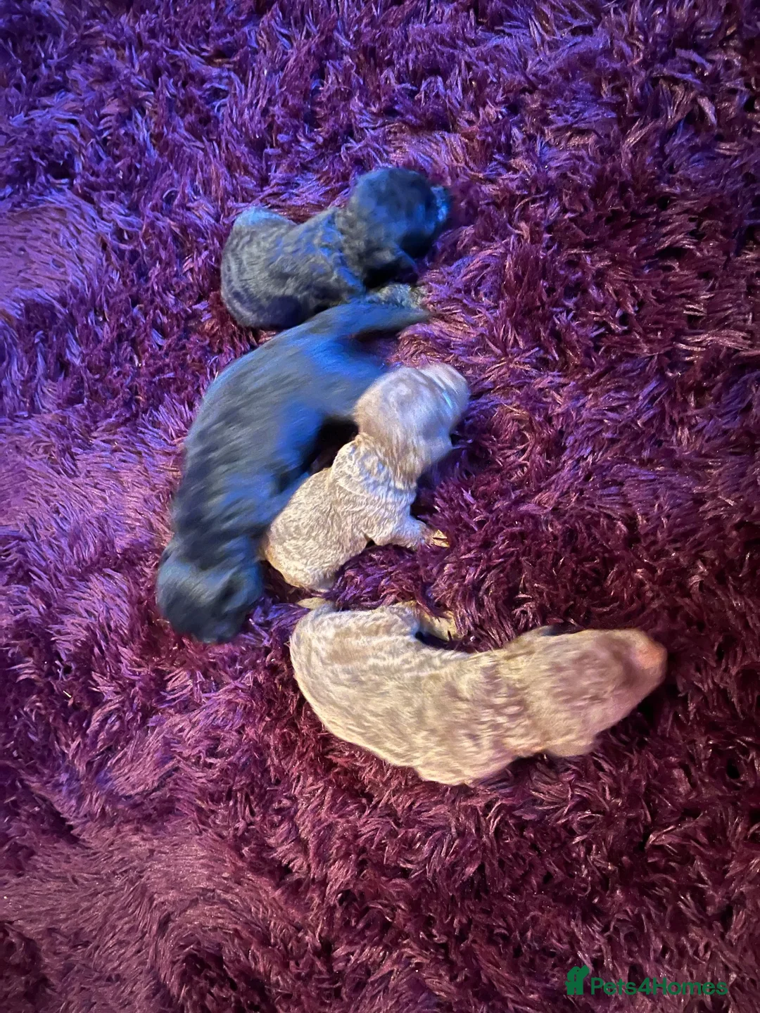 Bedlington Terrier dogs for sale: 4 lovely bedlington puppies  in Chipping Norton - Advert 1
