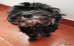 Miniature Dachshund dogs for adoption: Digby Dachshund Maltese Cross, aged 2 - Image 1