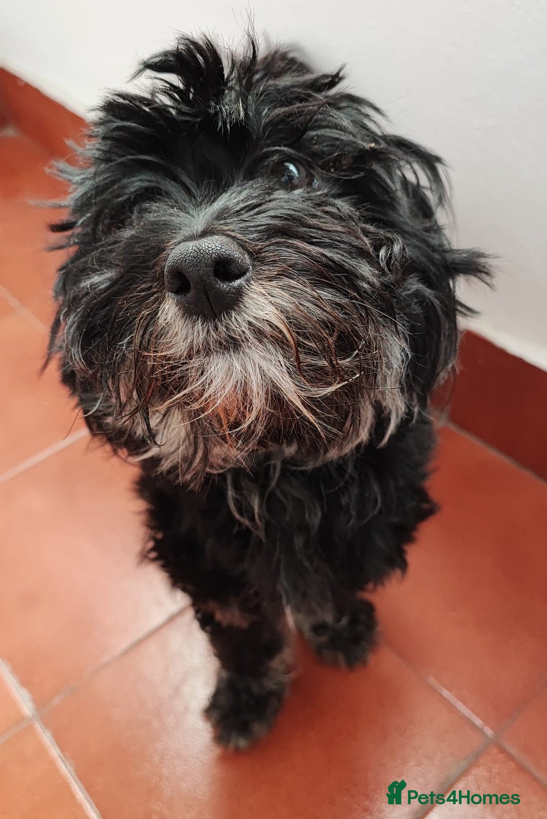 Miniature Dachshund dogs for adoption: Digby Dachshund Maltese Cross, aged 2 - Image 1