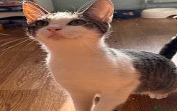 Mixed Breed cats for sale: Gorgeous year old girl  - Image 1