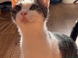 Mixed Breed cats - Advert 26