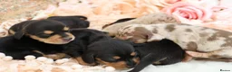 Miniature Dachshund dogs for sale: KC Miniature Dachshund Puppies - Advert 2