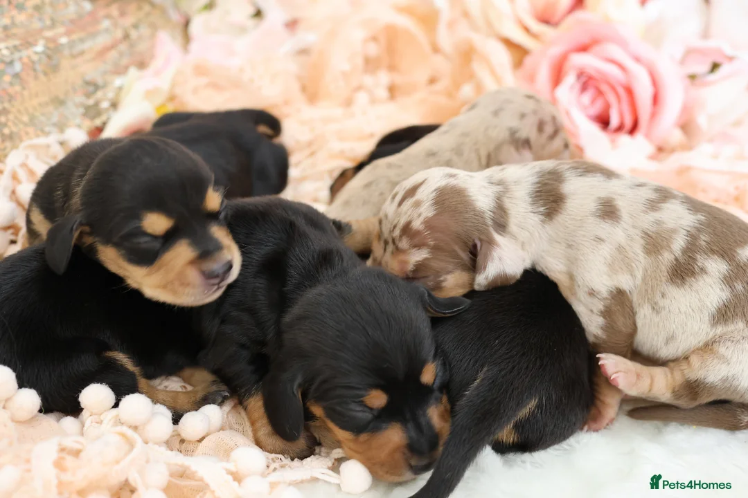 Miniature Dachshund dogs for sale: KC Miniature Dachshund Puppies - Advert 2