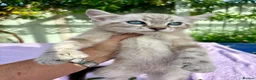 Keetso cats for sale: Polydactyl slight curl eared snow leopard boy  - Advert 9