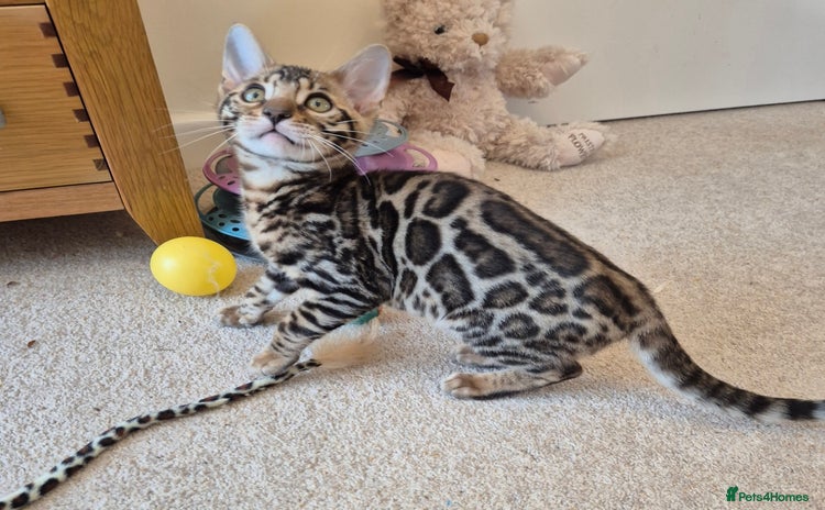 Bengal cats - Advert 4