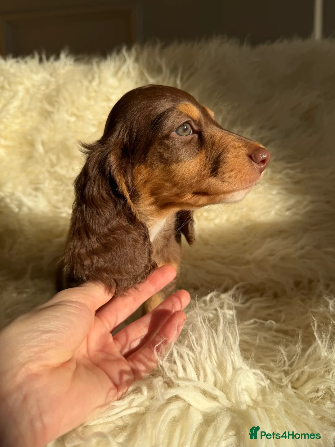 Miniature Dachshund dogs for sale: Expecting Chocolate long hair dapples  - Advert 5