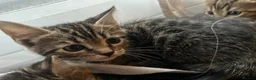 Bengal cats for sale: 2 Female kittens in South Ockendon - Advert 5