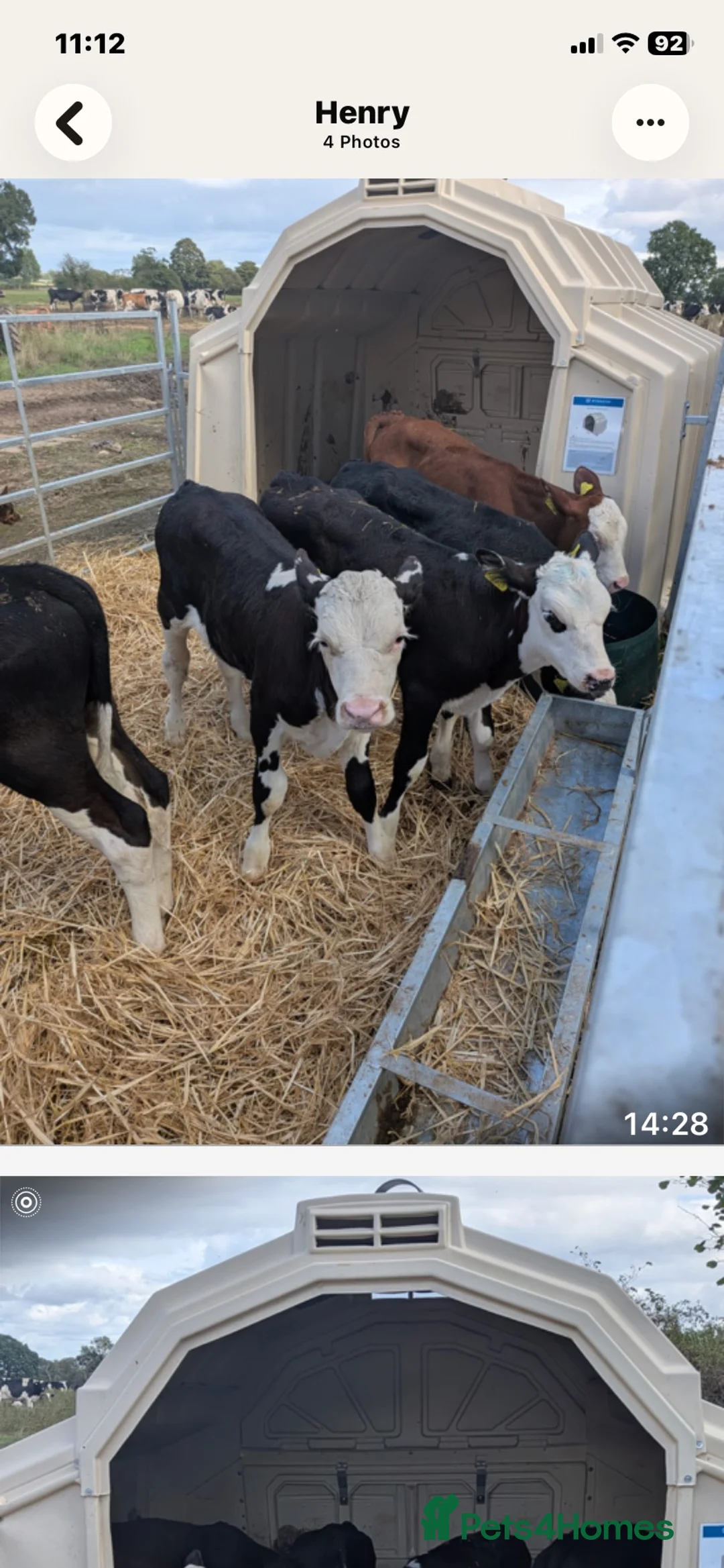 Cows & Bulls livestock for sale: Hereford x bulls - Advert 2