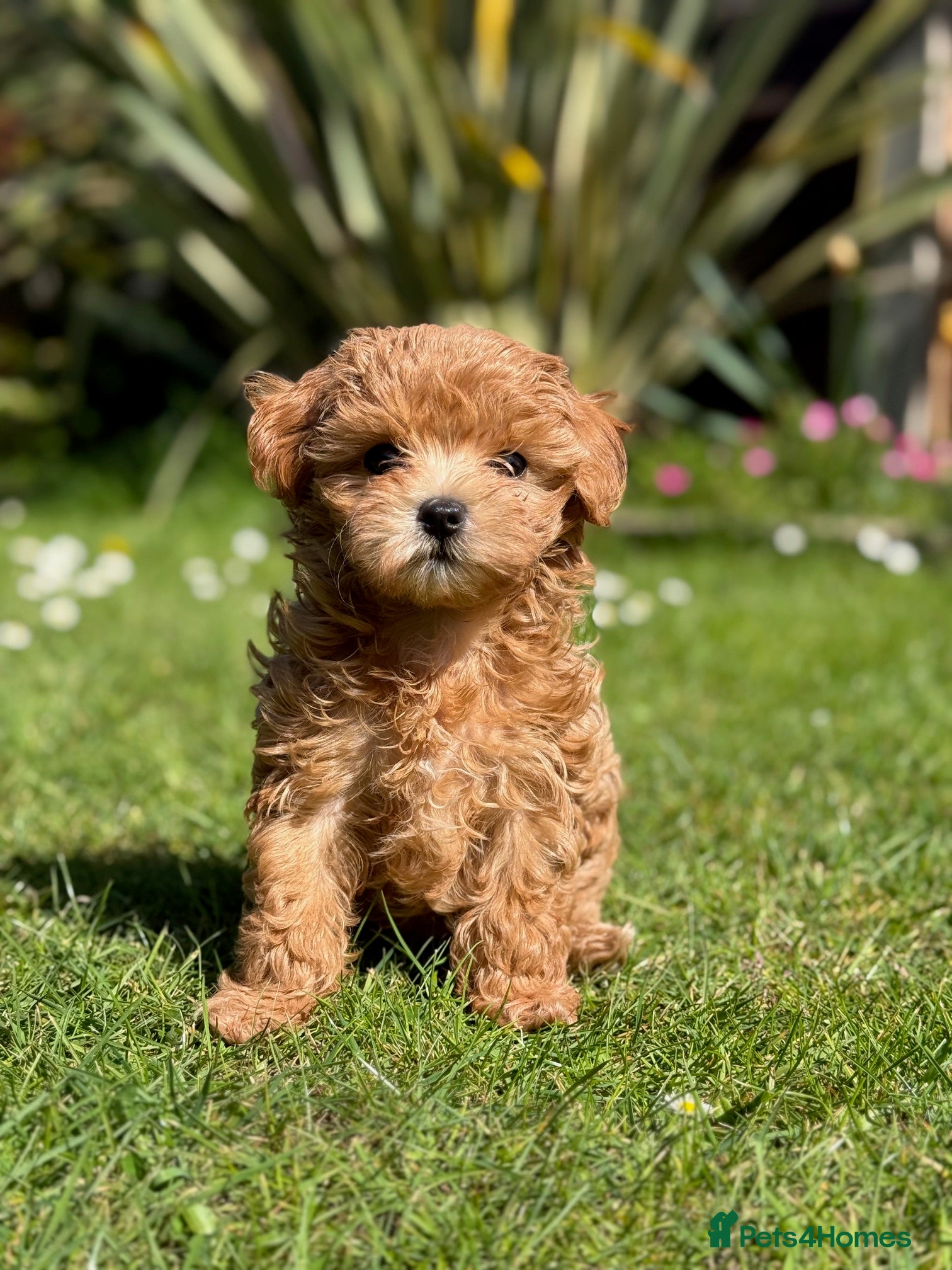 Maltipoo dogs Maltipoo f1 Maltese mum x Asian poodle dad - Advert 1