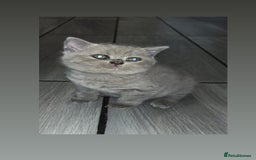 British Shorthair cats for sale: British Shorthair Male Kitten - Image 1