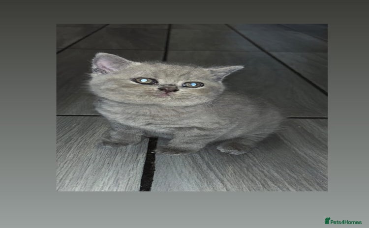 British Shorthair cats - Advert 7