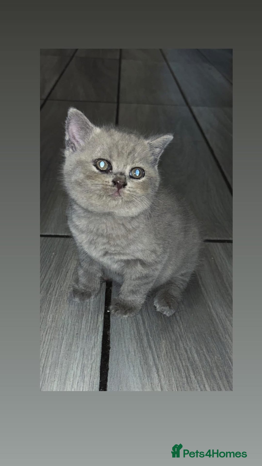 British Shorthair cats for sale: British Shorthair Male Kitten - Image 1