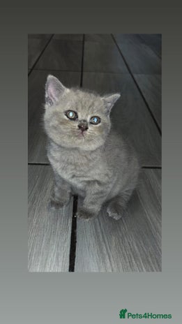 British Shorthair cats - Advert 14